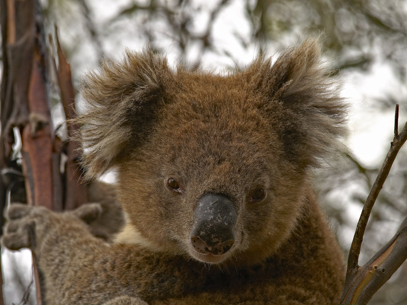 Kangaroo Island, Koala